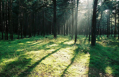 超傷感的00后難過心痛說說帶圖片 樹深時霧起海深時浪涌11