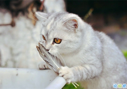 萌萌噠的可愛(ài)說(shuō)說(shuō) 惹人喜歡必評(píng)的可愛(ài)說(shuō)說(shuō)精選2