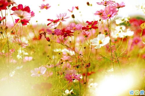 2019春分朋友圈早安祝福語帶圖片 春分唯美說說簡單一句話11