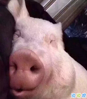 笑死人的搞笑說說超好玩：你以為有錢真的會快樂嗎13