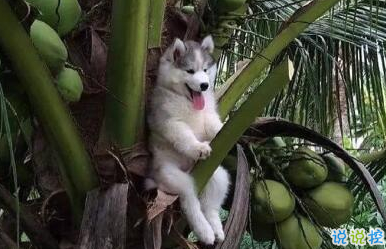 笑死人的搞笑說說超好玩：你以為有錢真的會快樂嗎9