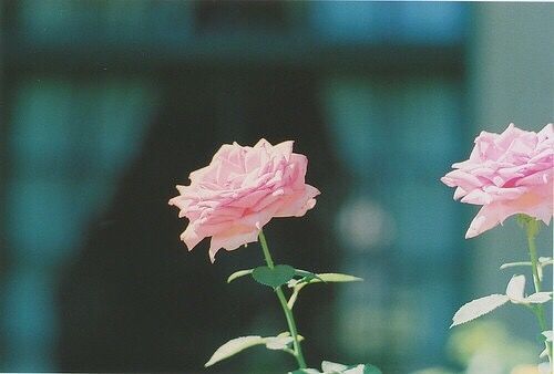 關(guān)于青春人生成長的經(jīng)典哲理說說帶圖片 生活不只眼前的茍且還有詩和遠(yuǎn)方的田野2