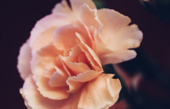 在夢(mèng)里也會(huì)潸然淚下的說(shuō)說(shuō)帶圖 如果時(shí)光倒流峩捫能抓得住什么14