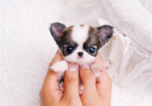 可以戳中中你笑點(diǎn)的搞笑說說帶圖片14