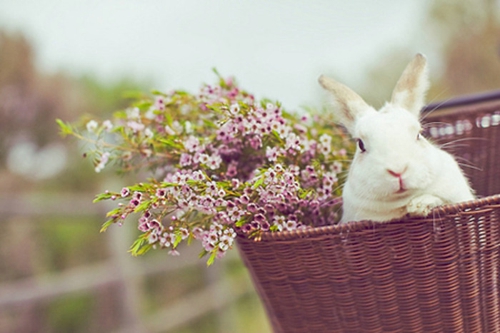 有哪些詩歌讀到后心里像開出了一朵花？13