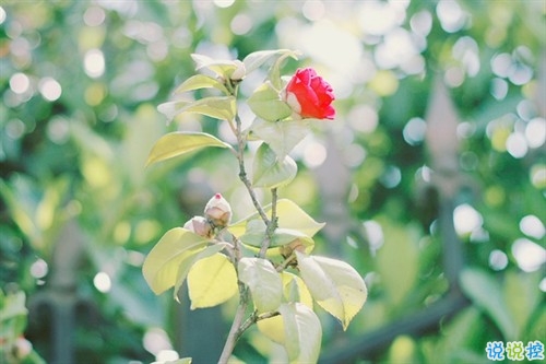 2019朋友圈個(gè)性說說必點(diǎn)贊的 非常吸引人的微信說說獨(dú)一無二5