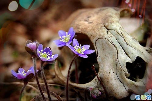 女生跟男朋友撒嬌的說說帶圖片 女生寫給男生的可愛情話9