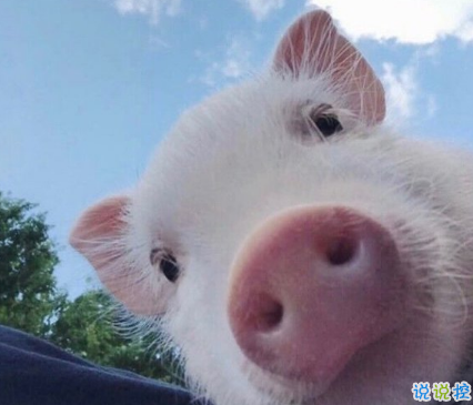 2018朋友圈說(shuō)說(shuō)搞笑配圖 朋友圈必評(píng)論的搞笑說(shuō)說(shuō)2