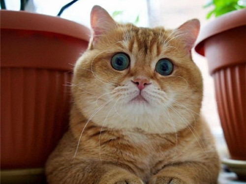 可以戳中中你笑點(diǎn)的搞笑說說帶圖片2