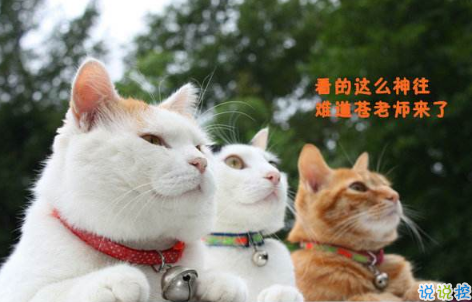 2018清明節(jié)搞笑說(shuō)說(shuō)：清明節(jié)應(yīng)該回小學(xué)初中掃掃墓，因?yàn)槟抢锫裨崃四愕那啻骸?