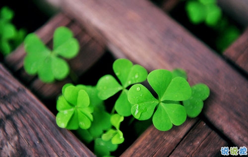 迎接2019元旦說說適合發(fā)朋友圈 2019年豬年元旦說說早安一句話2