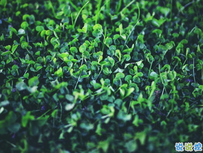 2019復活節(jié)祝福語英文大全帶翻譯配圖 復活節(jié)快樂說說致所有人6