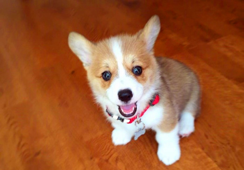 可以戳中中你笑點(diǎn)的搞笑說說帶圖片10