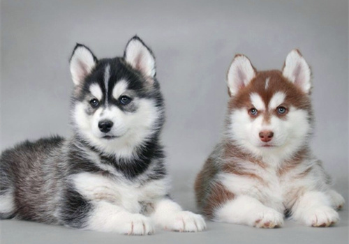 可以戳中中你笑點(diǎn)的搞笑說說帶圖片13