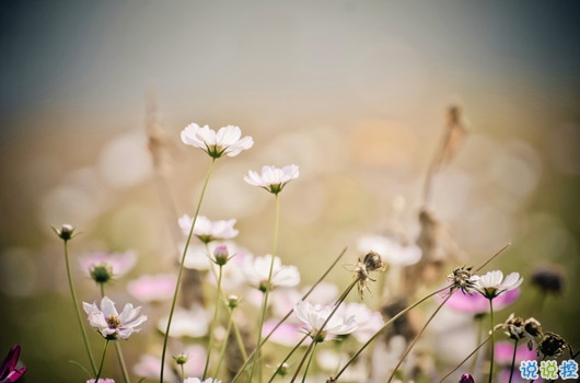 很精辟人生感悟的句子和圖片 寫人生感悟的句子帶圖片20184