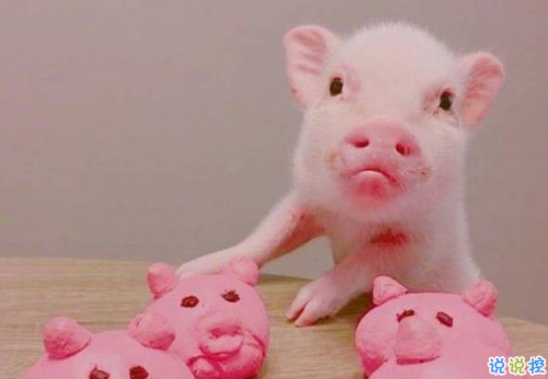 2018簡(jiǎn)單的一句話(huà)卻很搞笑的說(shuō)說(shuō) 有福同享有肉你長(zhǎng)2