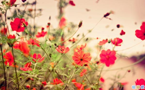 2019最佳表白情話大全簡(jiǎn)短撩人 表白情話真實(shí)點(diǎn)感動(dòng)人的2