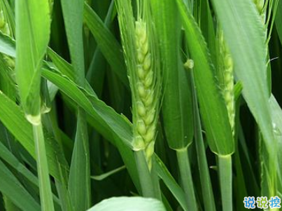 2019谷雨朋友圈說說配圖 谷雨節(jié)發(fā)朋友圈的說說優(yōu)美3