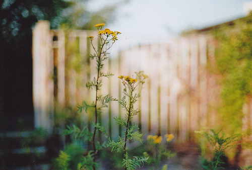 超唯美文藝的說說帶圖片 你看沒看見我都盛開風(fēng)來不來芬芳都在5