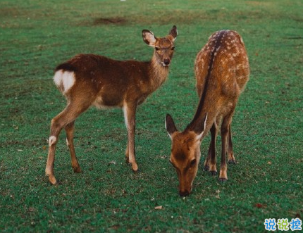 很真實幸福的愛情說說帶圖片 向另一伴告白的浪漫愛情說說2