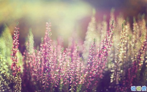 2019清明節(jié)祝福語(yǔ)說(shuō)說(shuō)大全 清明節(jié)祝福語(yǔ)簡(jiǎn)短優(yōu)美1