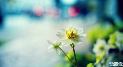 qq說(shuō)說(shuō)春天唯美小清新 春天的唯美短句子說(shuō)說(shuō)1