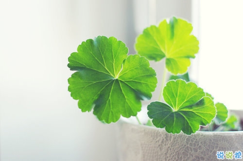 向女朋友求婚的話真實(shí)浪漫點(diǎn) 2019求婚句子大全簡(jiǎn)單帶圖片12