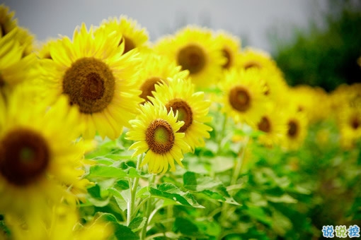 再見(jiàn)十月你好十一月個(gè)性說(shuō)說(shuō)帶圖片 11月請(qǐng)對(duì)我好一點(diǎn)心情說(shuō)說(shuō)8