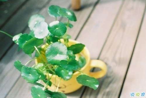 向女朋友求婚的話真實(shí)浪漫點(diǎn) 2019求婚句子大全簡(jiǎn)單帶圖片5