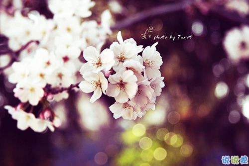 迎接2019的說說滿滿正能量帶圖片 與2018說再見用雙手去擁抱201910