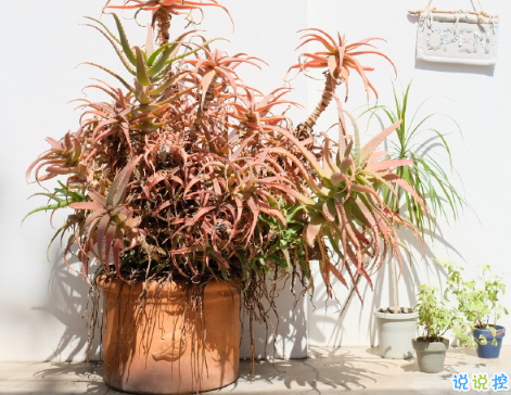 小清新文藝愛情個性說說 傻傻愛一個人的唯美說說2