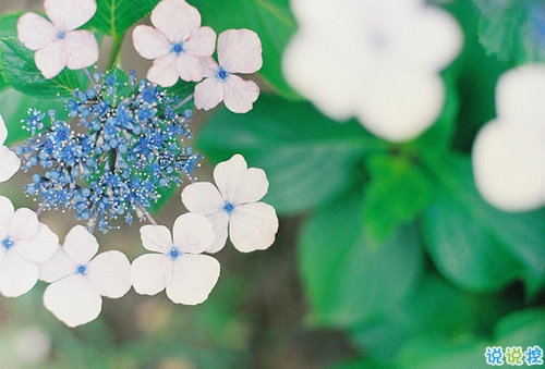 向女朋友求婚的話真實(shí)浪漫點(diǎn) 2019求婚句子大全簡(jiǎn)單帶圖片9