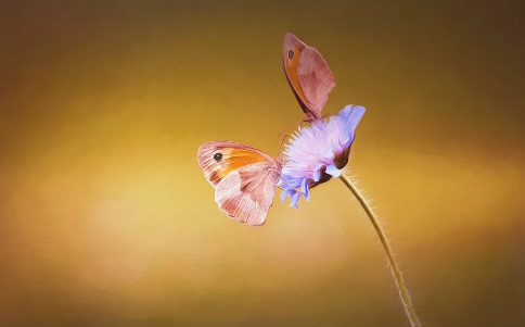 2018早安語錄新的一天帶圖片 唯美早安語錄圖片配圖值得收藏12