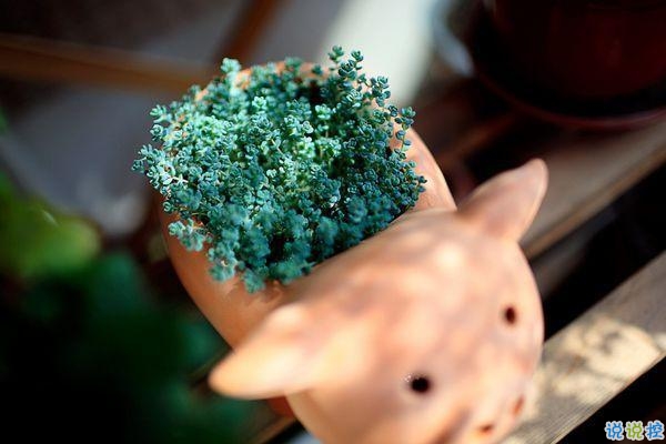 2019豬年初五迎財(cái)神心情短語 2019最新初五迎財(cái)神短信祝福語1