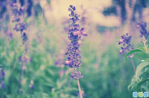 2019唯美說說帶圖片高質量 適合發(fā)朋友圈的唯美句子8