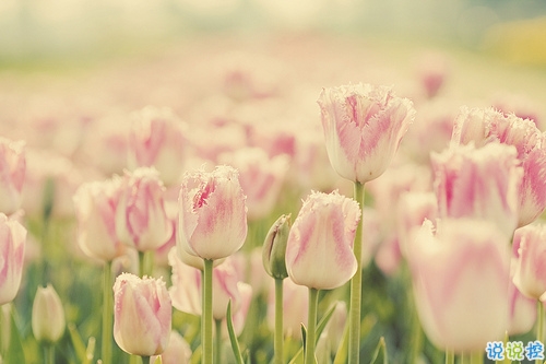 超級甜蜜的肉麻話說說帶圖片 與情感有關的唯美說說配圖8