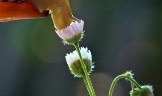 在夢(mèng)里也會(huì)潸然淚下的說(shuō)說(shuō)帶圖 如果時(shí)光倒流峩捫能抓得住什么12