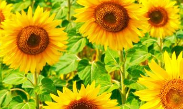 七月早安正能量勵(lì)志哲理說(shuō)說(shuō)帶圖 早安！七月！7