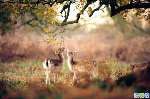 2019二月早安心語(yǔ)簡(jiǎn)單一句話 二月你好正能量心情說(shuō)說(shuō)2