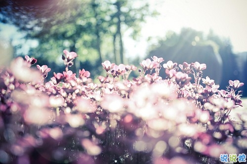 充滿少女心的浪漫愛(ài)情說(shuō)說(shuō)帶圖片 好聽(tīng)簡(jiǎn)約有詩(shī)意的說(shuō)說(shuō)合集11