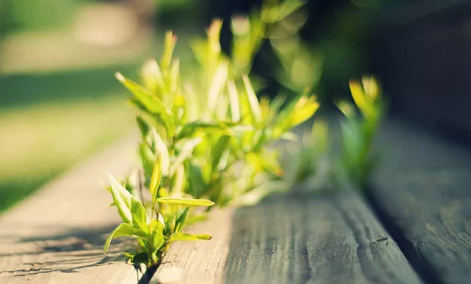 三毛經(jīng)典語(yǔ)錄愛情語(yǔ)錄大全集錦 50條三毛語(yǔ)錄關(guān)于愛情精選3