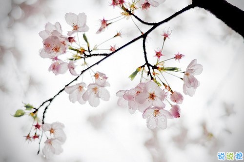 2019清明節(jié)祝福語(yǔ)說(shuō)說(shuō)大全 清明節(jié)祝福語(yǔ)簡(jiǎn)短優(yōu)美2