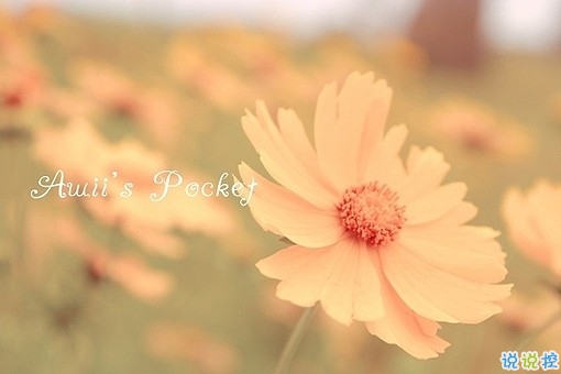 獨一無二朋友圈個性說說帶圖片 感謝相識不計消失回頭是狗12