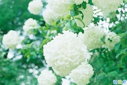 向女朋友求婚的話真實(shí)浪漫點(diǎn) 2019求婚句子大全簡(jiǎn)單帶圖片15