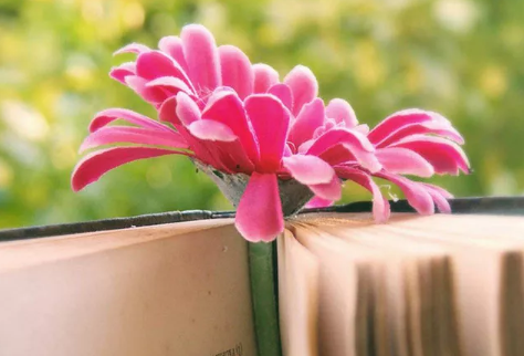 三毛經(jīng)典語(yǔ)錄愛情語(yǔ)錄大全集錦 50條三毛語(yǔ)錄關(guān)于愛情精選1