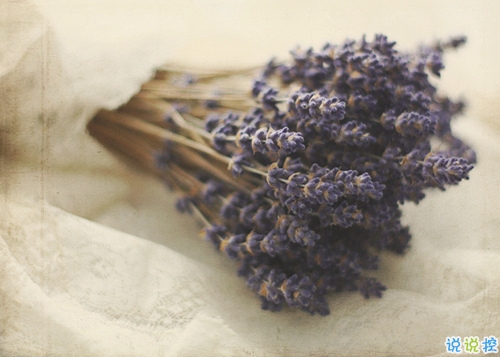 傷感唯美的小清新句子帶圖片 假如時光已逝鳥兒不再歌唱13