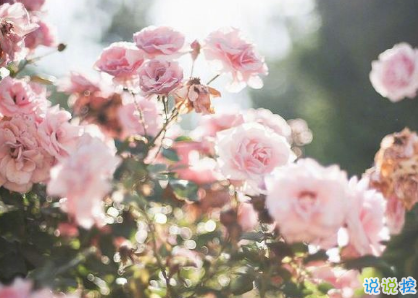 說(shuō)到心坎的傷感說(shuō)說(shuō)帶圖片戳中你的內(nèi)心 失落又心痛發(fā)朋友圈說(shuō)說(shuō)精選2