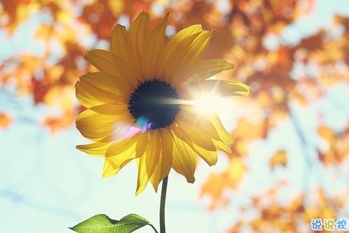 適合公布戀情的唯美說(shuō)說(shuō) 朋友圈秀恩愛的說(shuō)說(shuō)大全2