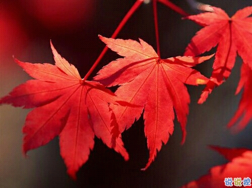 抖音最吸引人的經(jīng)典說說 發(fā)朋友圈別人點贊必評的個性說說1