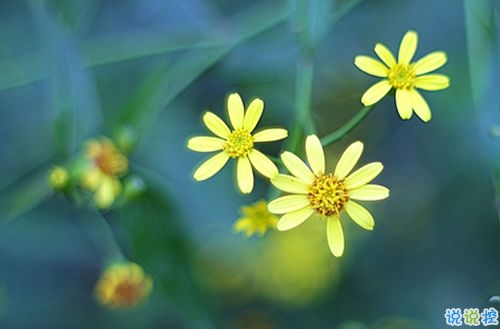 傷感說說大全簡(jiǎn)短精辟 聚散都不由我1